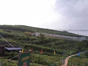 临夏东乡吃瓜事件