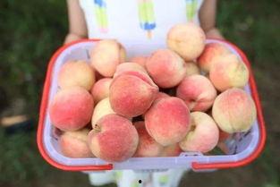 泡泡吃瓜网ptcg,揭秘卡牌游戏的魅力与策略