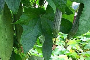 蒲瓜和水瓜一起吃,营养双倍，健康加倍！