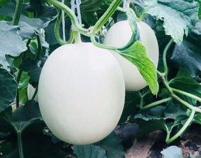 吃瓜房间名,一场网络社交的狂欢盛宴