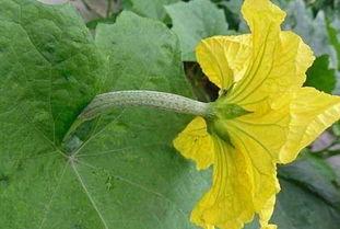 花知晓吃瓜,揭秘娱乐圈那些不为人知的幕后故事