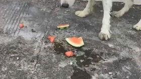 后面的狗都吃瓜