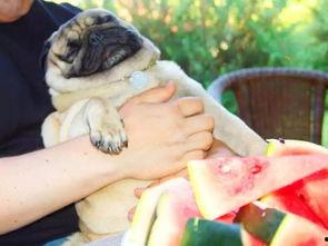 狗狗可以吃瓜薯吗,瓜薯的适宜摄入与注意事项