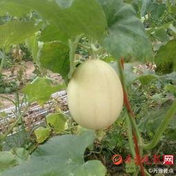 吃梨瓜好苦,梨瓜苦涩中的甜蜜滋味探寻